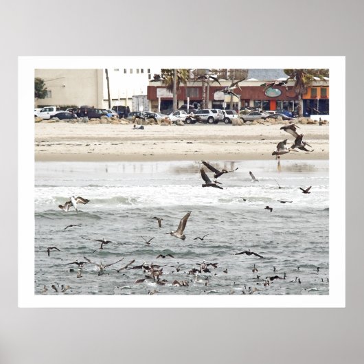 Pelican Birds Wilde Levensdieren Poster (Voorkant)