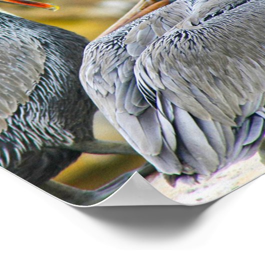 PELICAN BOGO COVE POSTER (Hoek)