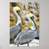 PELICAN BOGO COVE POSTER (Voorkant)