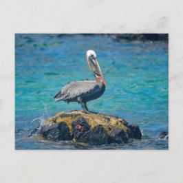 Pelican Briefkaart