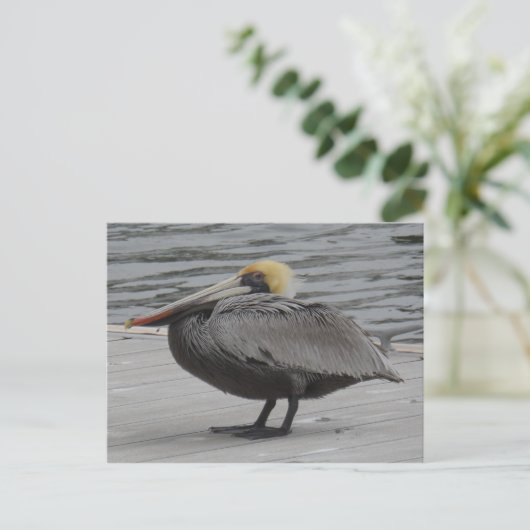 Pelican Briefkaart (Staand voorkant)