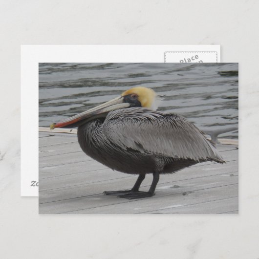 Pelican Briefkaart (Voorkant / Achterkant)