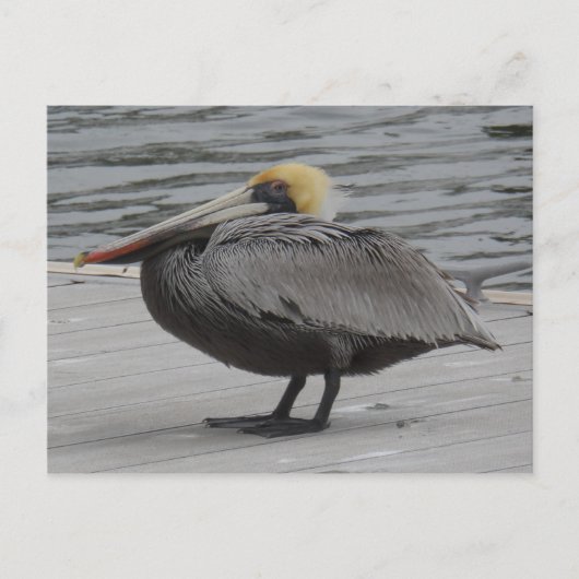 Pelican Briefkaart (Voorkant)