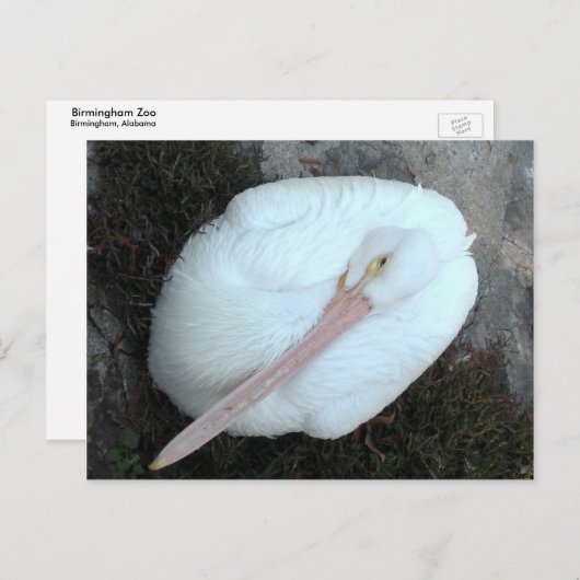 Pelican Briefkaart (Voorkant / Achterkant)