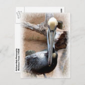 Pelican Briefkaart (Voorkant / Achterkant)