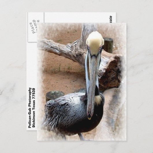 Pelican Briefkaart (Voorkant / Achterkant)