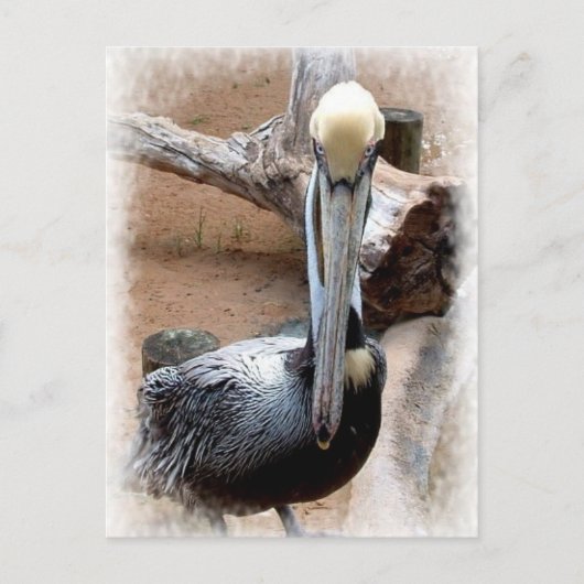 Pelican Briefkaart (Voorkant)
