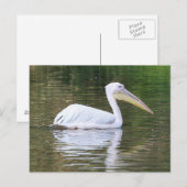 Pelican Briefkaart (Voorkant / Achterkant)