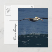 Pelican Briefkaart (Voorkant / Achterkant)