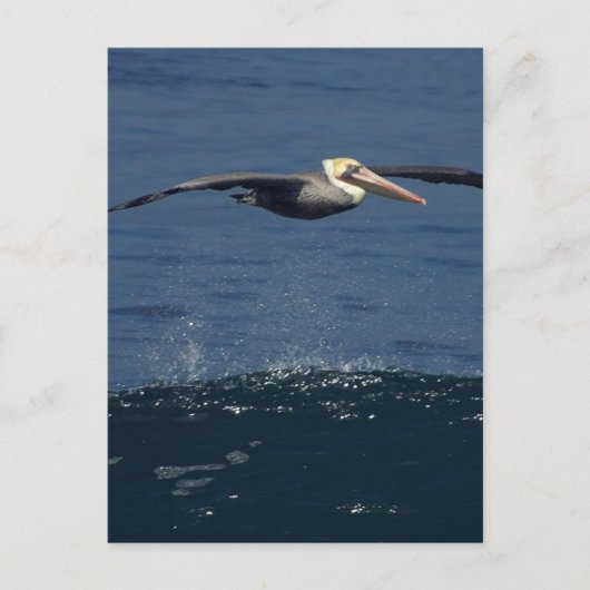 Pelican Briefkaart (Voorkant)