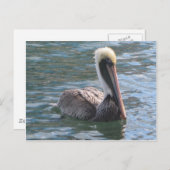Pelican Briefkaart (Voorkant / Achterkant)