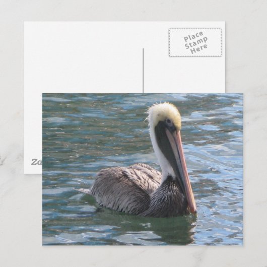 Pelican Briefkaart (Voorkant / Achterkant)