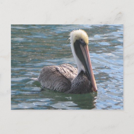 Pelican Briefkaart (Voorkant)