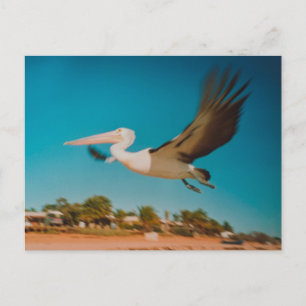 Pelican Briefkaart