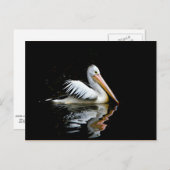 Pelican Briefkaart (Voorkant / Achterkant)