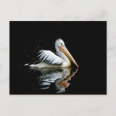 Pelican Briefkaart (Voorkant)