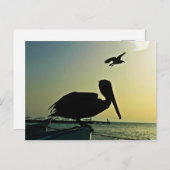 PELICAN BRIEFKAART (Voorkant / Achterkant)