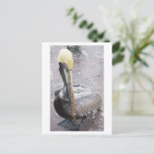 Pelican Briefkaart (Staand voorkant)