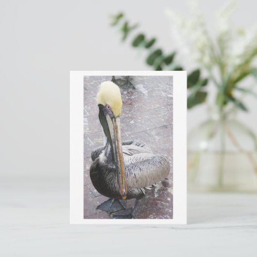 Pelican Briefkaart (Staand voorkant)