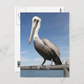 Pelican Briefkaart (Voorkant / Achterkant)