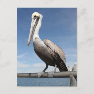 Pelican Briefkaart