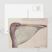 Pelican, c.1590 briefkaart (Voorkant / Achterkant)