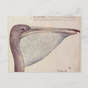 Pelican, c.1590 briefkaart