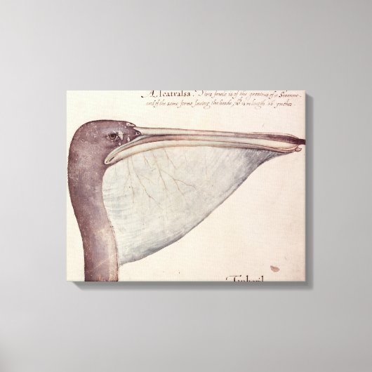 Pelican, c.1590 canvas afdruk (Voorkant)