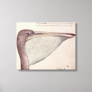 Pelican, c.1590 canvas afdruk