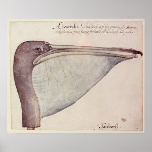 Pelican, c.1590 poster