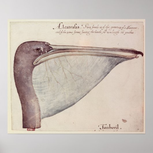 Pelican, c.1590 poster (Voorkant)