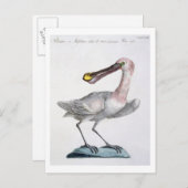 Pelican, c.1767-76 (met de hand gekleurd) briefkaart (Voorkant / Achterkant)