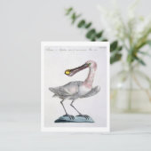 Pelican, c.1767-76 (met de hand gekleurd) briefkaart (Staand voorkant)