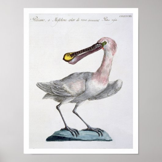 Pelican, c.1767-76 (met de hand gekleurd) poster (Voorkant)
