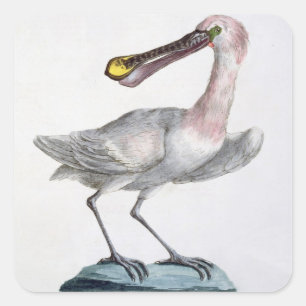 Pelican, c.1767-76 (met de hand gekleurd) vierkante sticker