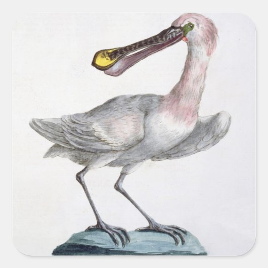Pelican, c.1767-76 (met de hand gekleurd) vierkante sticker (Voorkant)