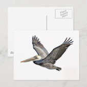 Pelican Clear Briefkaart (Voorkant / Achterkant)