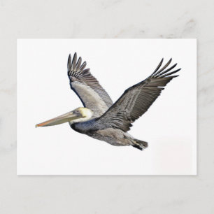 Pelican Clear Briefkaart