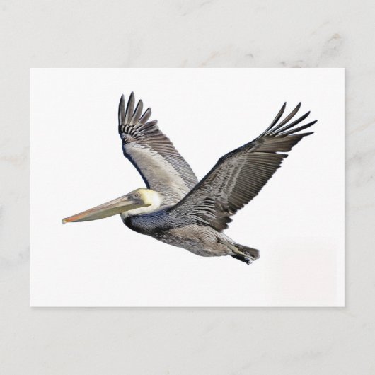 Pelican Clear Briefkaart (Voorkant)