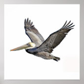 Pelican Clear Poster (Voorkant)