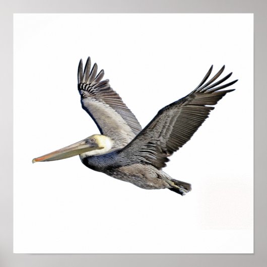 Pelican Clear Poster (Voorkant)