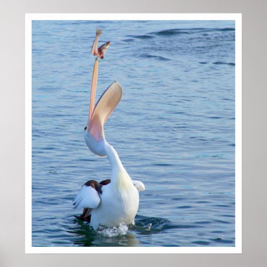 Pelican die een vis vangt poster (Voorkant)