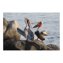 Pelican Discussions - of was het een grap?