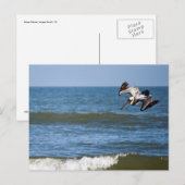 Pelican Diving Briefkaart (Voorkant / Achterkant)