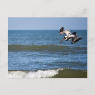 Pelican Diving Briefkaart