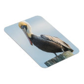 Pelican, doorgesluisd op een pylon magneet (Rechterzijde)