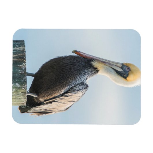 Pelican, doorgesluisd op een pylon magneet (Horizontaal)