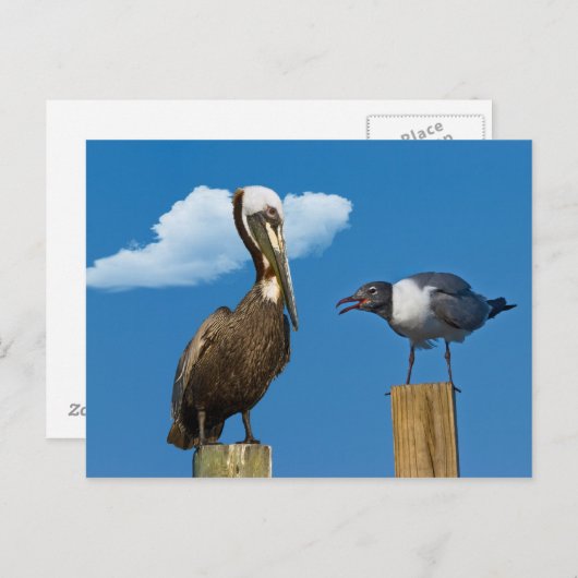 Pelican en Briefkaart (Voorkant / Achterkant)