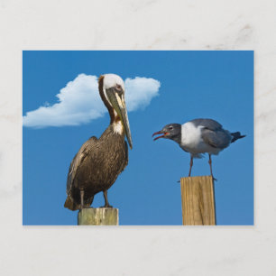 Pelican en Briefkaart