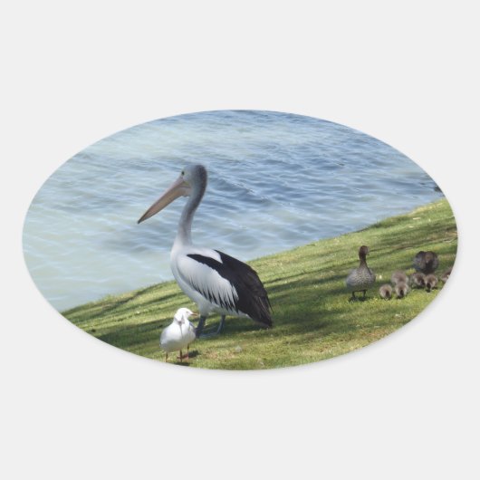 Pelican en eenden, ovale sticker (Voorkant)